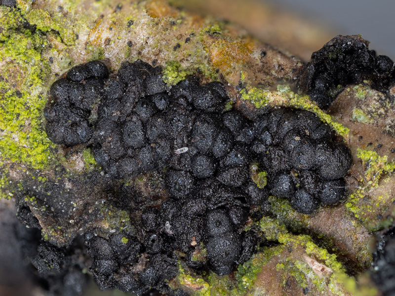 Camarosporidiella caraganae Skeletocutis brevispora